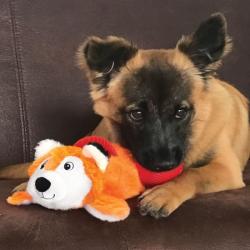 KONG Cozie Pocketz Beaver – Blødt legetøj med pivebolde