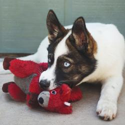 KONG Shakers Kangaroo – Holdbart legetøj med quack-lyd til hunde