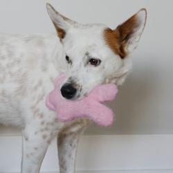 KONG Snuzzles Kiddos Bunny. blødt og sjovt legetøj til små hunde!