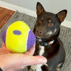 Hund leger med KONG AirDog Knobby Ball