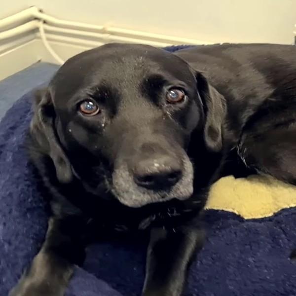 Hunde donutkurve til ældre hunde