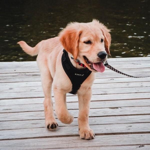 Hvor stramt skal en hundesele sidde?