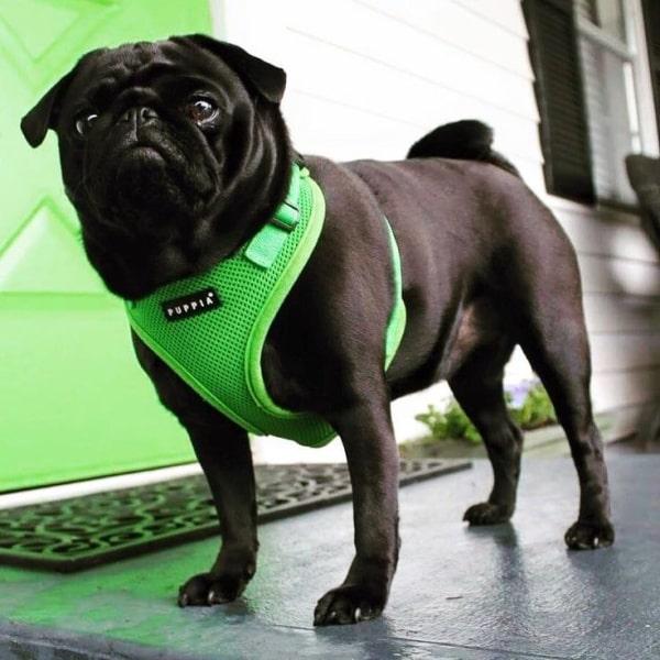 Hvordan tager man en hundesele på?