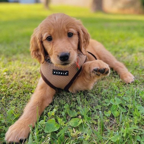 Puppia Step-in Hundeselevest – blød og behagelig sele, perfekt til hvalpe