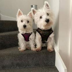 Puppia Justerbar Hundesele – fleksibel pasform, ideel til voksende hvalpe