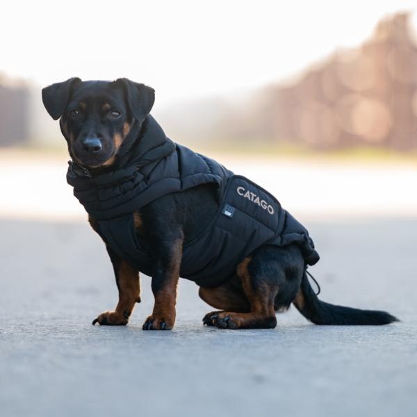 Hund med pufferdækken på gåtur i sne – viser pasform og varme