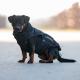 Hund med pufferdækken på gåtur i sne – viser pasform og varme