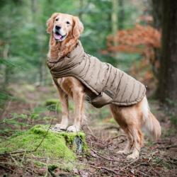 Hund med pufferdækken på gåtur i skoven – viser pasform og varme