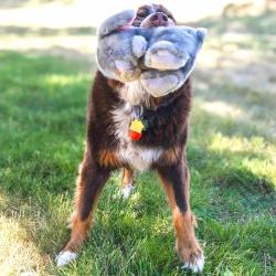 Kong Toughz Bunny robust plyslegetøj til hunde