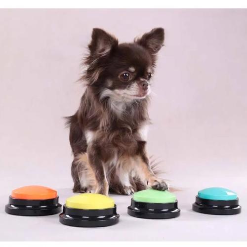 Hund der prøver en farverig inspilningsbar knap på gulvet