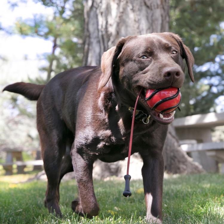 Apportbold med ergonomisk greb til aktiv leg med hunden
