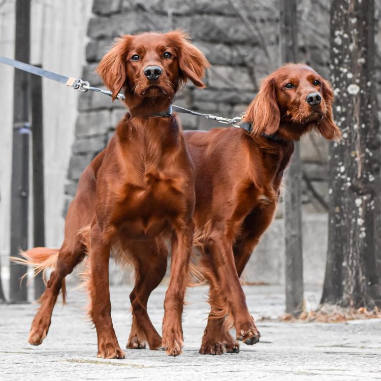 Tvillingekobbel fra Seleværkstedet til to hunde
