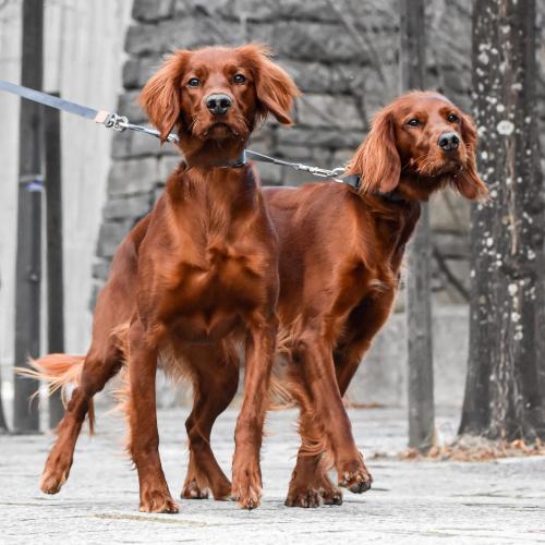 Tvillingekobbel fra Seleværkstedet til to hunde