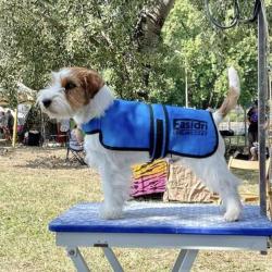 Terrier Easidri køledækken på, klar til en behagelig gåtur i sommervarmen