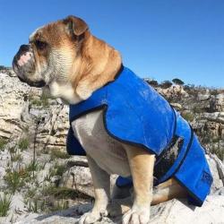 Engelsk bulldog iført Easidri køledækken, der holder den kølig på en varm dag