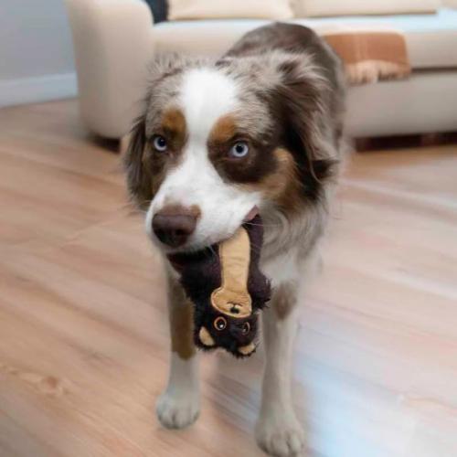 Blød KONG odder med squeaker til små hunde