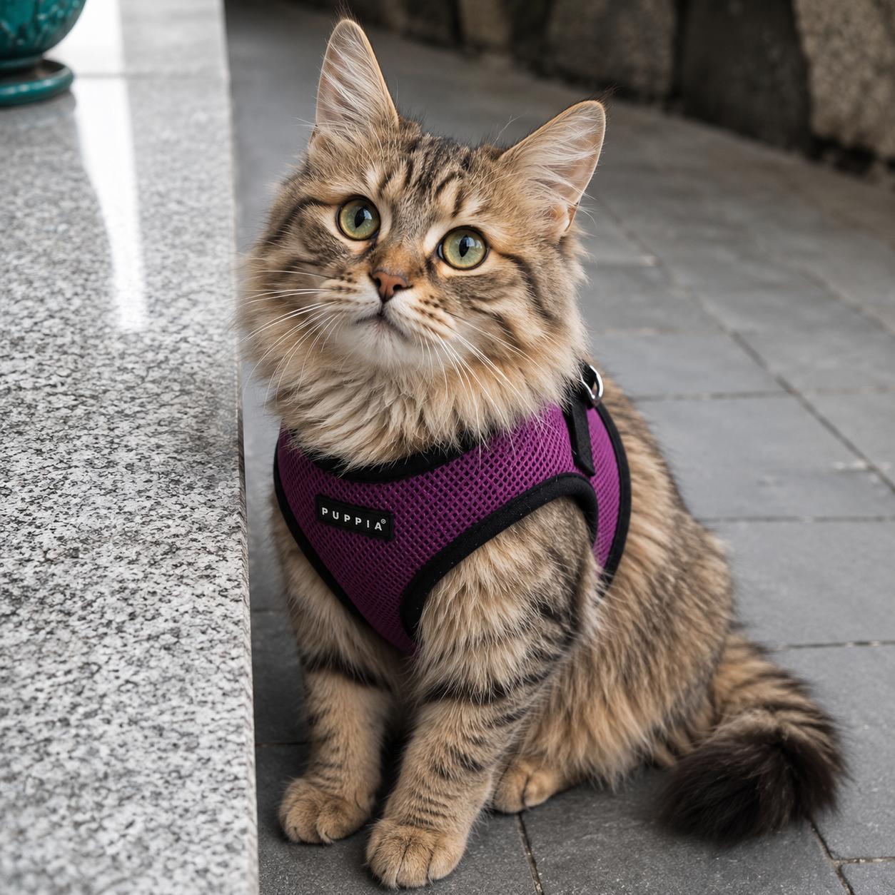 Puppia sele til kat i lilla