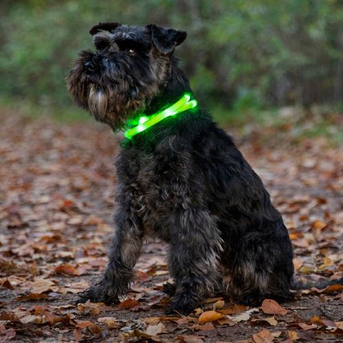 Genopladeligt LED halsbånd til hund i blå