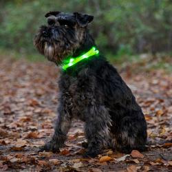 Genopladeligt LED halsbånd til hund i blå