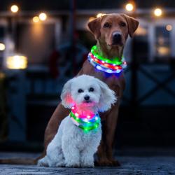 Blåt lysende halsbånd til hund fra Dogman