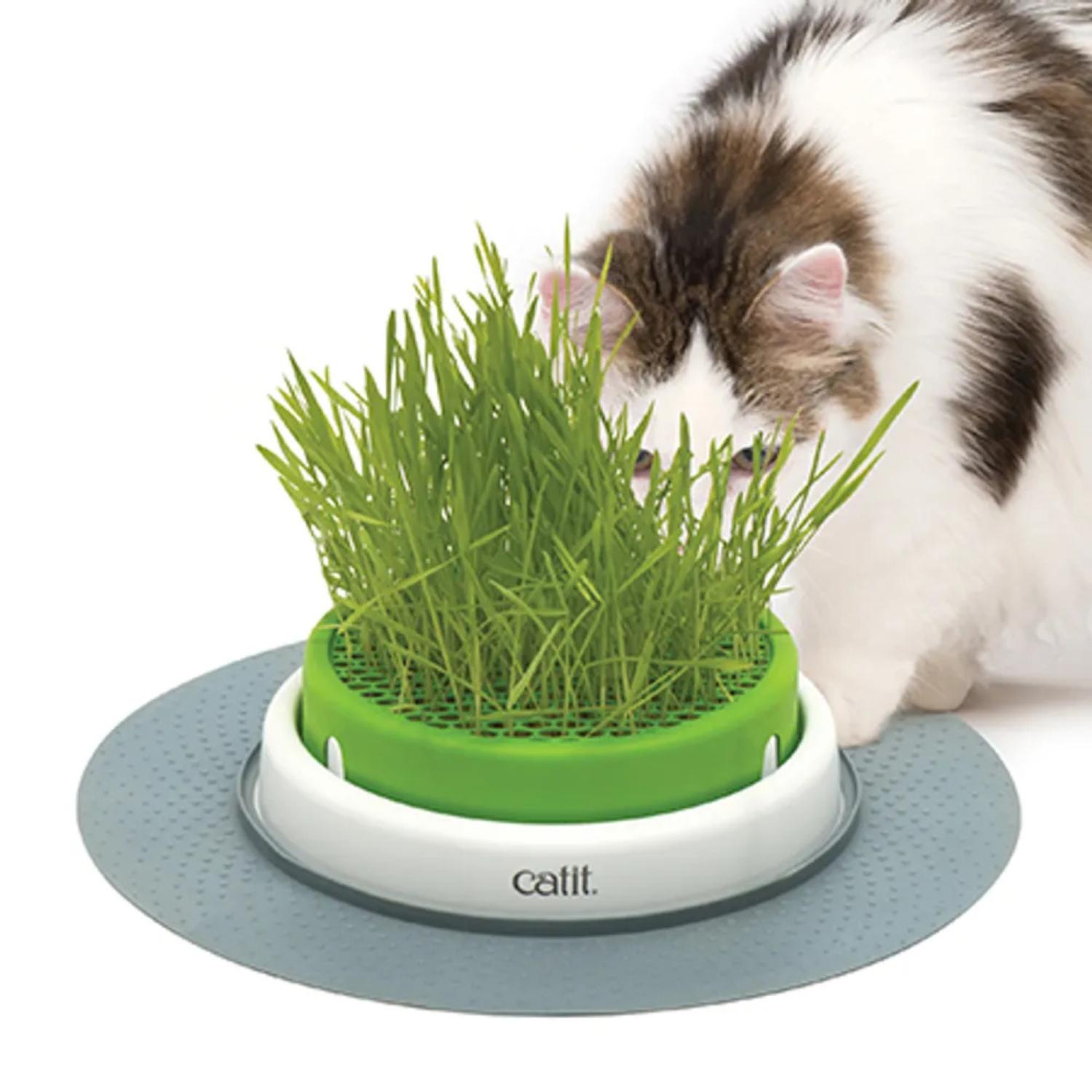 Catit Senses Grass Planter til kattegræs
