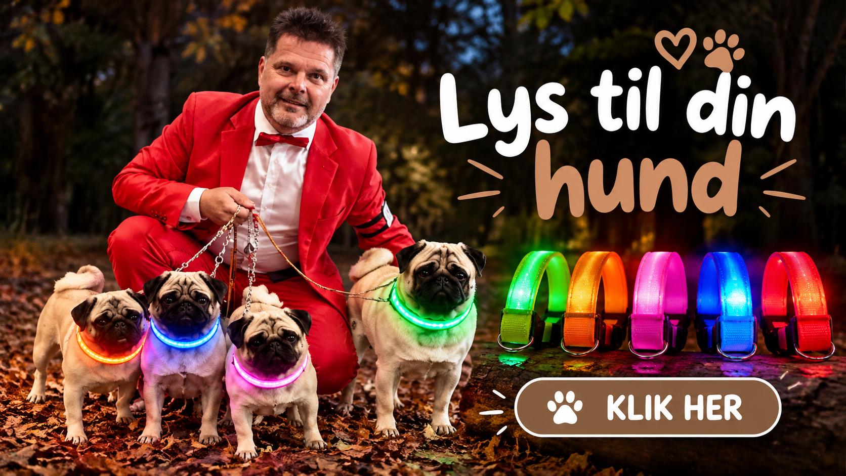 Lys på din hund