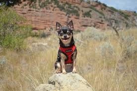Hovedgade Forsendelse Særlig Chihuahua hundesele fra tildinhund.dk - Danmarks største udvalg i farver