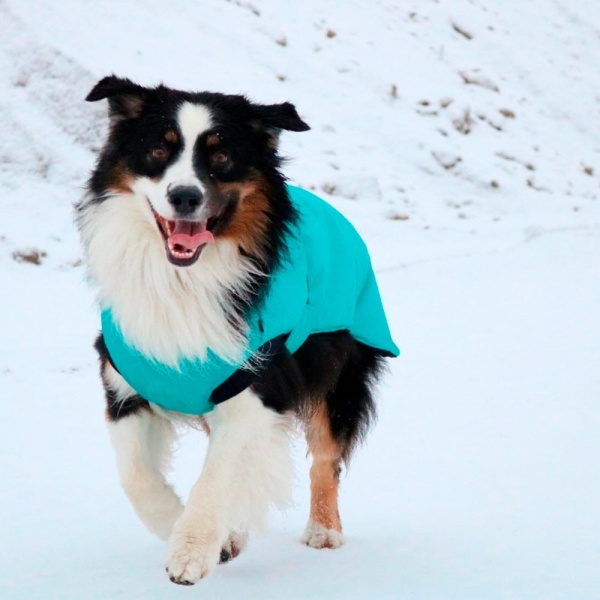 Vinterjakke til alle hunderacer