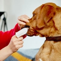 Pels- pote og tandpleje hund