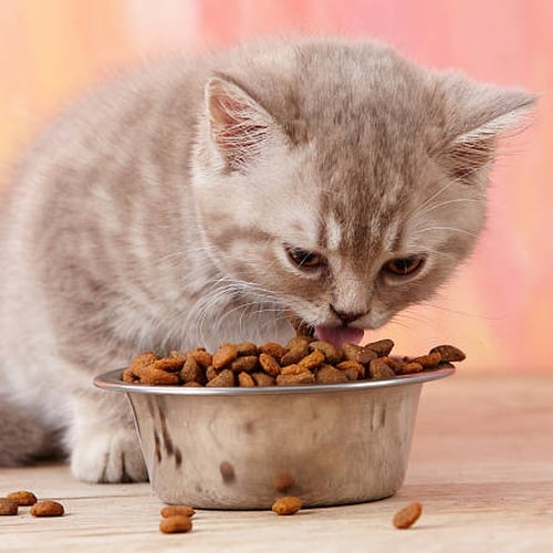 Kornfrit katte- og killinge foder